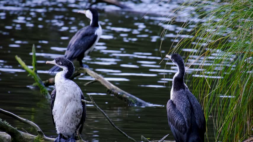 Pied shag Kāruhiruhi Phalacrocorax varius native birds flapping wings on lake in New Zealand Aotearoa