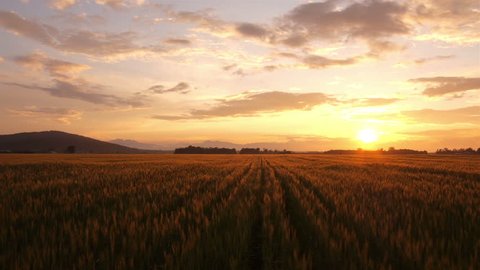 AERIAL: Flying over golden wheat field at beautiful summer sunset. Yellow wheat swaying in light breeze at magical sunrise in early autumn. 