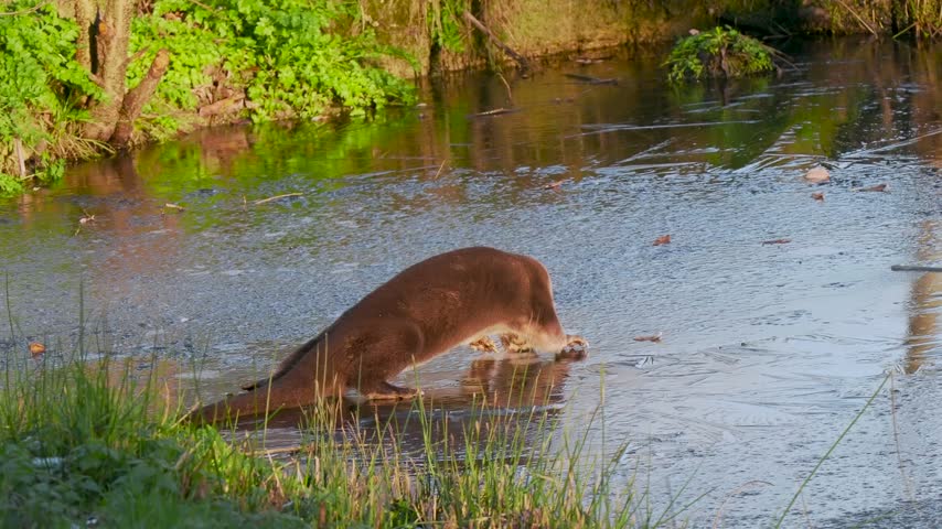 Otter on a a Frozen Pond