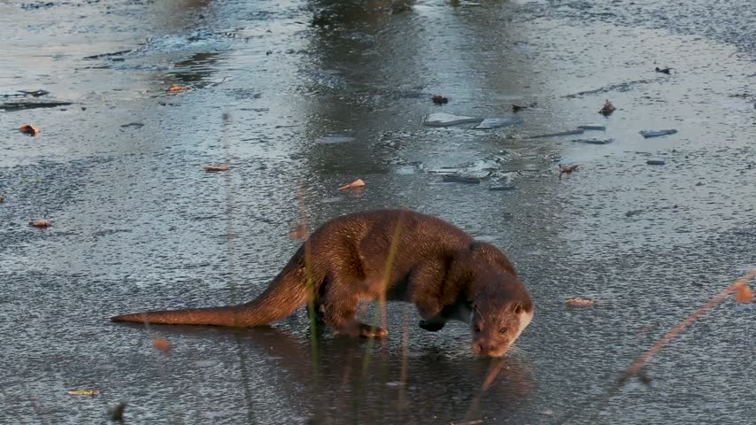 Otter on a a Frozen Pond