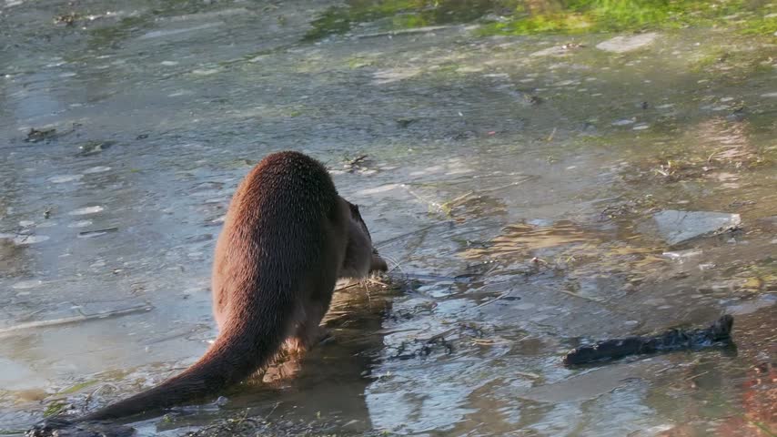 Otter on a a Frozen Pond