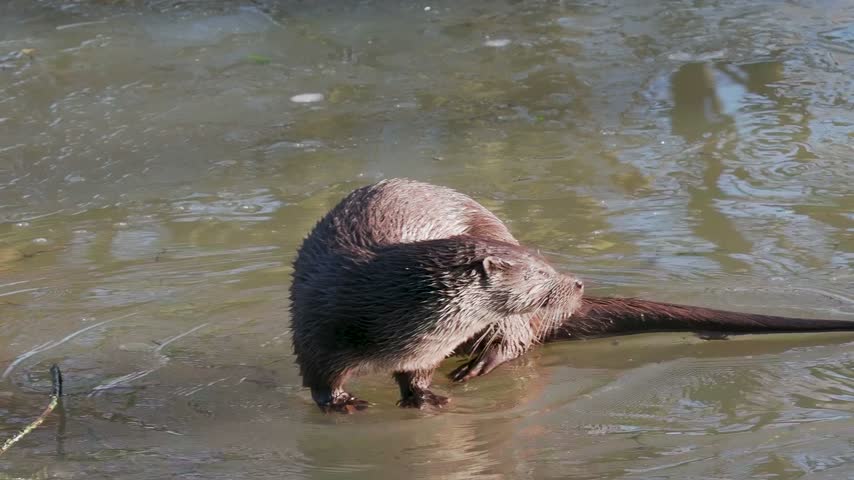 Otter on a a Frozen Pond