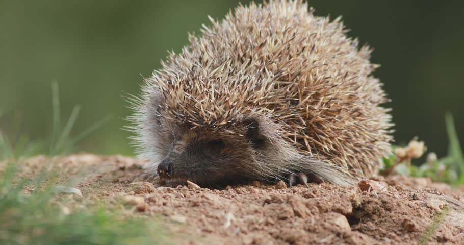 European hedgehog (erinaceus europaeus) walking away at ground level