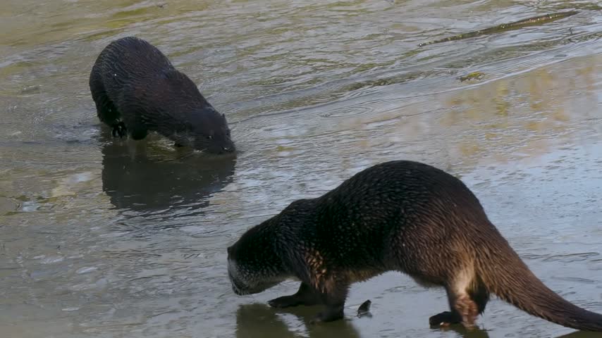 Otter on a a Frozen Pond