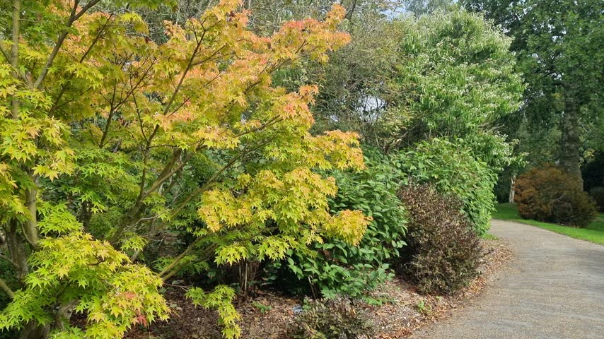 Botanical Garden Road with Colorful Shrubs and Maple Trees in Gentle Wind