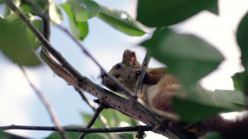 A young red squirrel sits on a tree branch with green leaves on a sunny day
