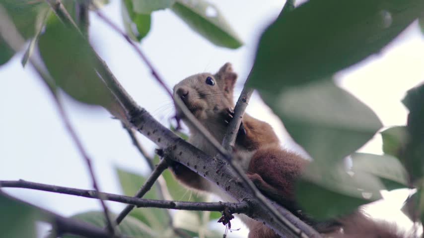 A young red squirrel sits on a tree branch with green leaves on a sunny day