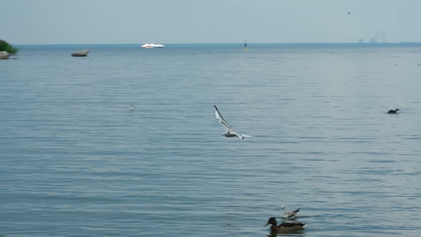 Seagulls flying over rippled water surface