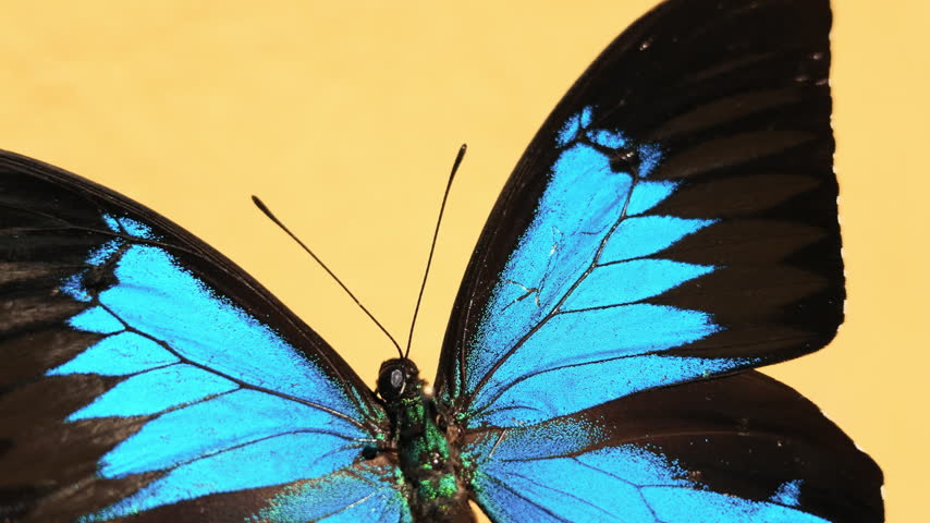 Extreme close-up of a striking blue and black butterfly showing detailed wing patterns, delicate scales, antennae, and body against a warm yellow background