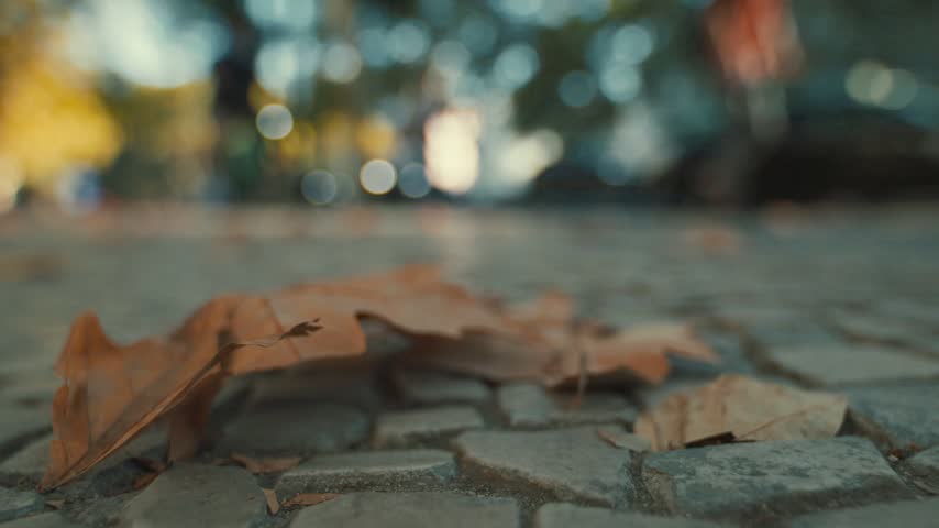 Leaves on the ground in a city park during autumn afternoon