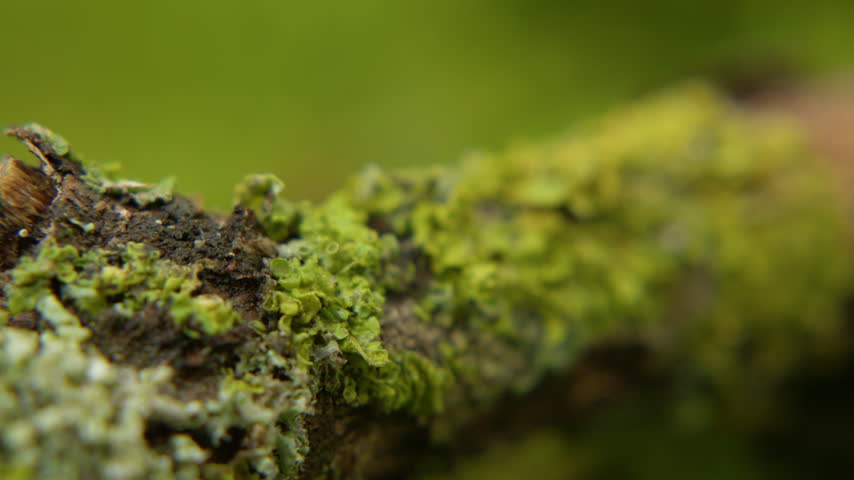 Close-up view of vibrant green moss growing on a tree branch in a forest environment