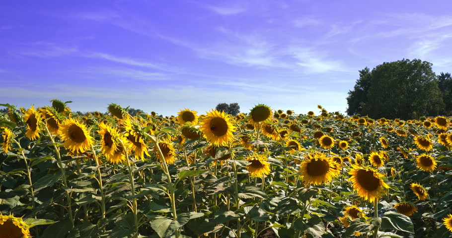 Fantastic field of sunflowers in spring