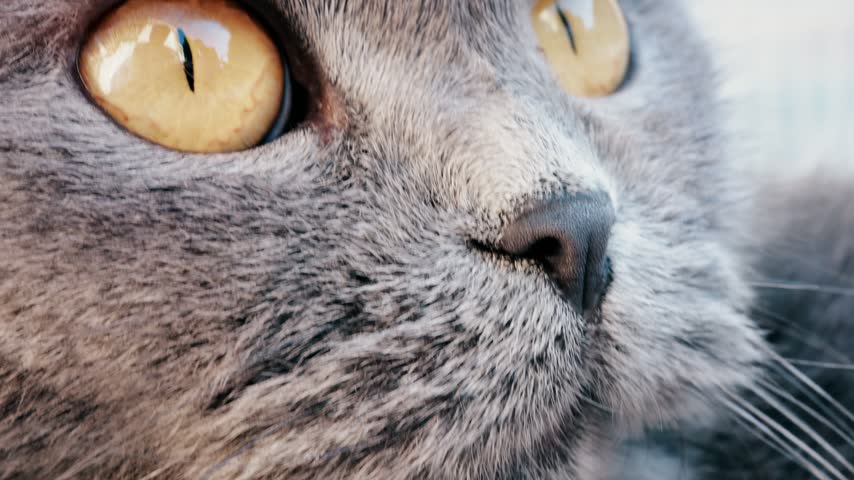 Macro shot of gray cat face featuring bright yellow eyes. British shorthair feline looking curiously at camera.