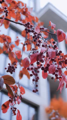 A close-up of vibrant red leaves and berries against a modern building.