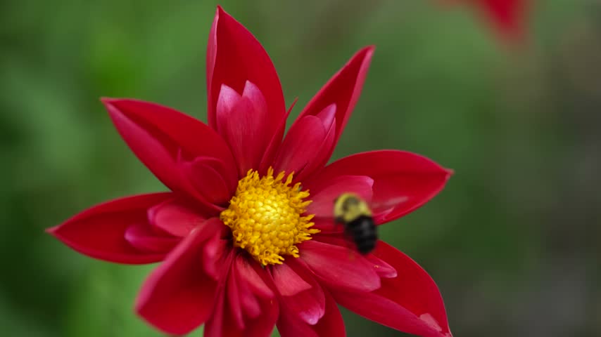 A close-up macro shot of a furry bumblebee (Bombus impatiens) gathering pollen from the bright yellow center of a blooming red dahlia wildflower against a soft, blurred green background.