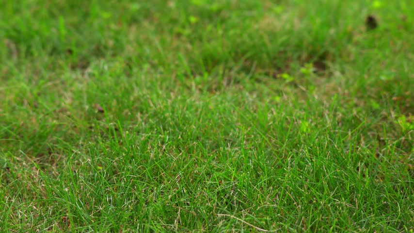 A hand places a golf ball on the golf course. Slow motion.