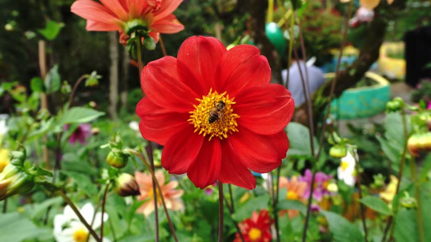 Close-up of a vibrant red dahlia flower with a yellow center, blooming in a garden among other colorful flowers and green foliage