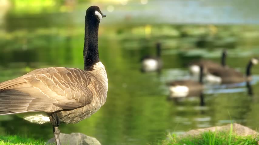 A close-up profile view of a Canada goose (Branta canadensis) standing on one leg along a grassy, rocky shore, looking out at a flock of geese swimming in a sunlit green pond.