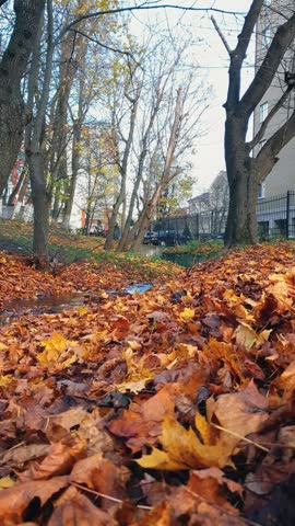 Low angle close-up of water stream flowing among shore covered by dry fallen foliage with golden yellow and brown autumn maple leaves in city park at autumnal day. Late fall season natural background.