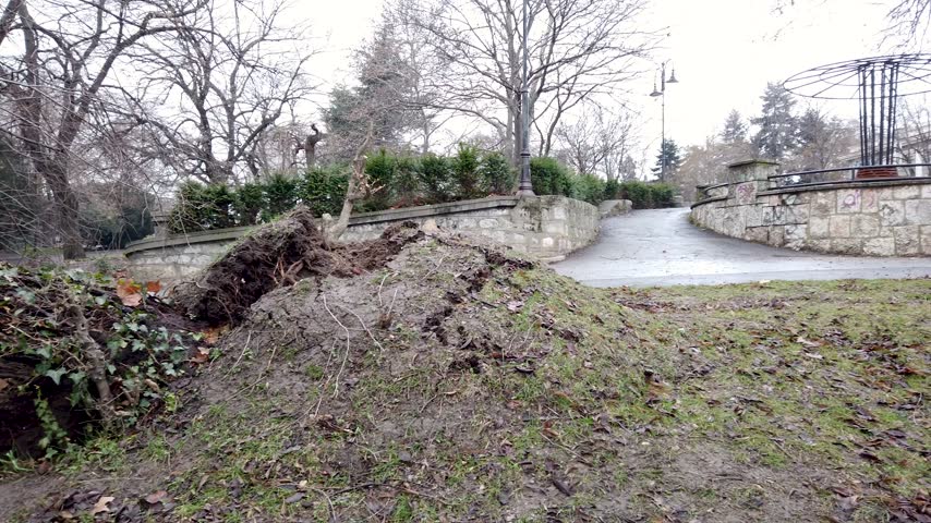 Fallen tree in the park, after a strong winter storm