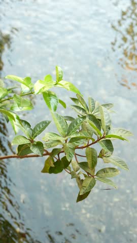 leaves swaying on the water 