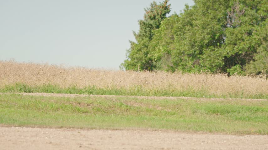Slow panning shot along the edge of a mature wheat field with green grass in the roadside ditch and trees visible in the distance across the rural prairie