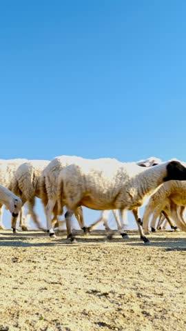  flock of sheep walking together on dry rural ground under clear blue sky