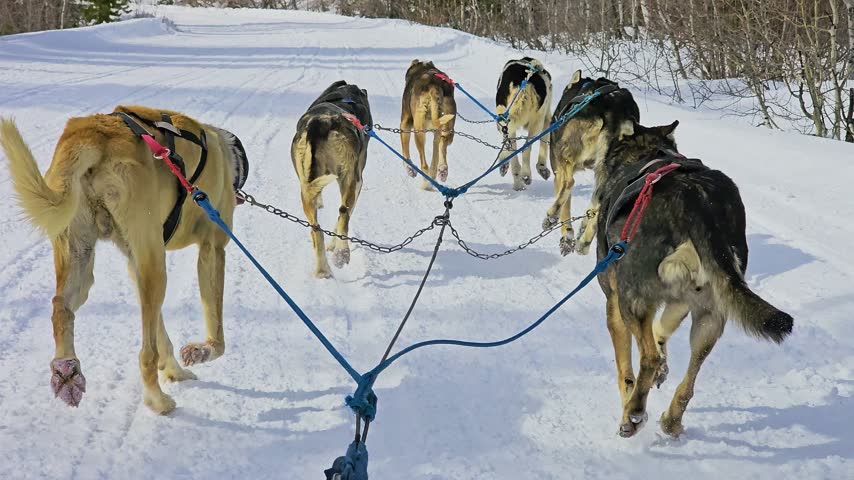 Alaskan dog sled team races over a frozen backcountry trail from the rider