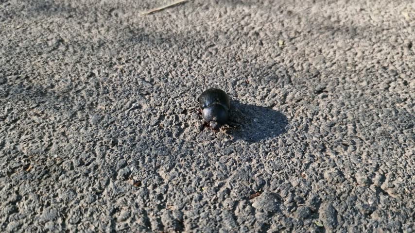A black dung beetle is crawling along the asphalt.