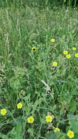 A bumblebee flies and lands on yellow wildflowers.