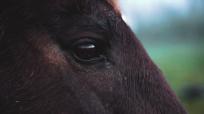 Close up of a dark horse eye in nature
