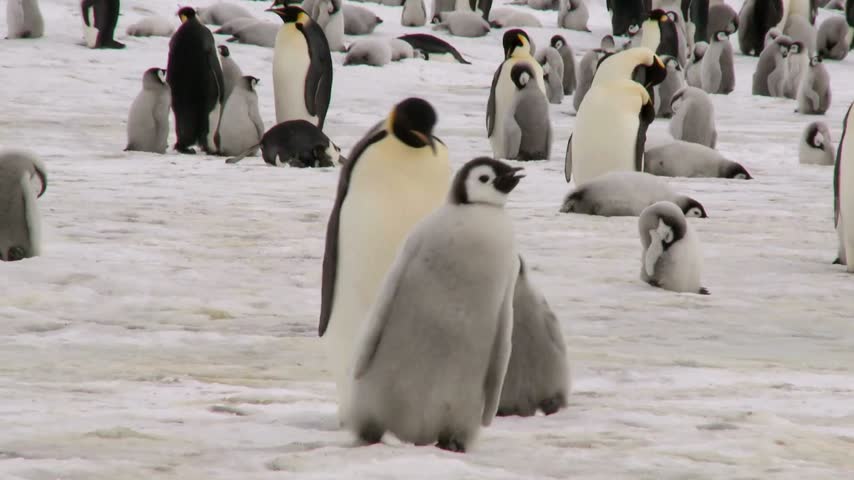 Colony of emperor penguins and chicks on antarctic ice
