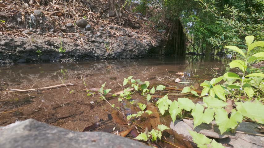 Calm Forest Stream Flowing Over Rocky Swamp