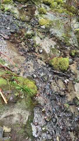 Small shallow creek trickling over pebbles and moss-covered rocks at Lynn Canyon in Vancouver, with clear water, sandy bed and green foliage in the forest.