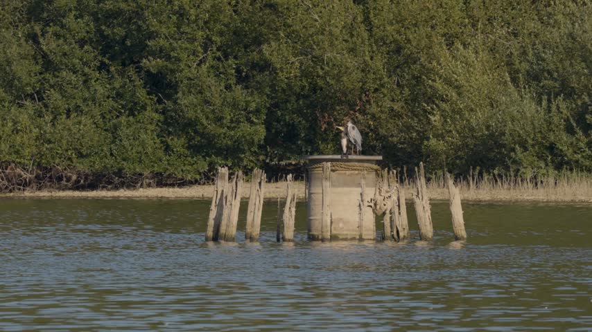 A grey heron and a cormorant rest together on a platform in the middle of Chard Reservoir, their contrasting plumage standing out against the calm water as they remain still and survey the surrounding