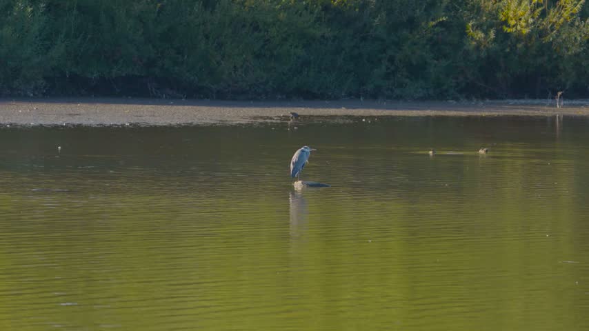 A grey heron stands poised within a worn tire on the Chard reservoir, creating a striking contrast between natural wildlife and human debris.