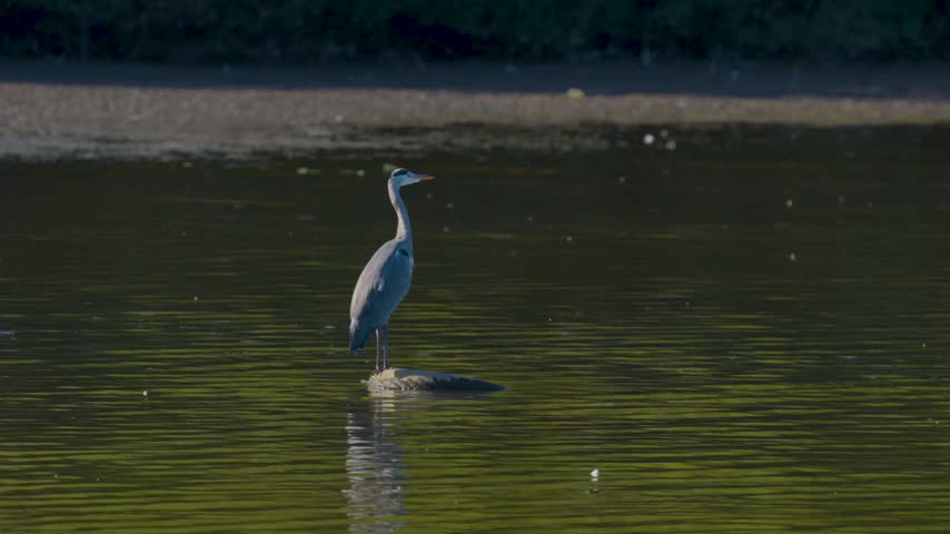 A grey heron stands comfortably on top a partially sunken rubber tire in Chard reservoir, its tall form contrasting with the circular shape of the object.