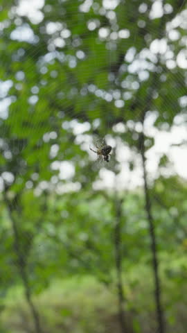Close-up of a European garden spider resting motionless at the center of its web guarding wrapped prey with blurred green foliage behind
