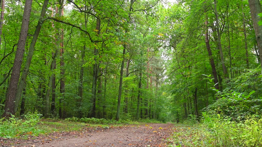 Autumn forest, early autumn, fallen leaves, green trees, forest path, hiking trail.