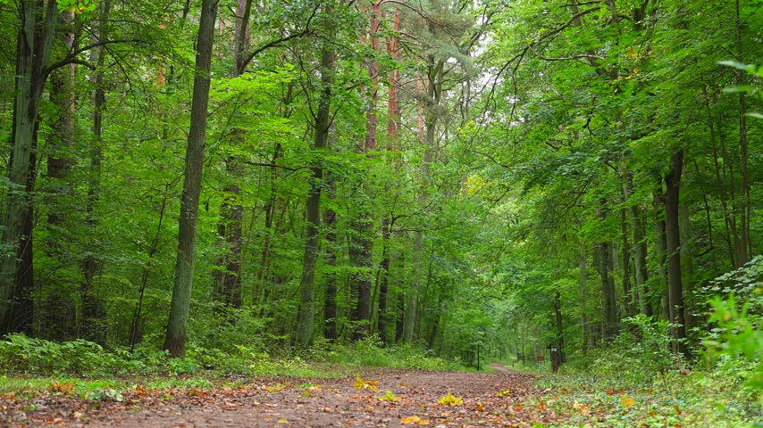 Autumn forest, early autumn, fallen leaves, green trees, forest path, hiking trail.