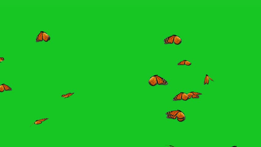 Flying Monarch Butterflies on Green Screen Background, Graceful Butterfly Motion for Nature Scenes, Wildlife Content, Garden Themes, Educational Projects and Creative Video Production