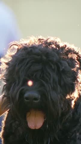 The dog sits with his tongue sticking out, the girl combs the pet