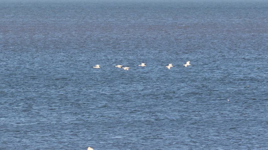 Group of white gulls flying low over the tagus river