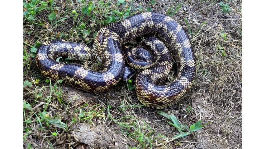 A black and yellow snake slowly moving through its natural environment, showcasing its striking patterned body and reptile behavior.