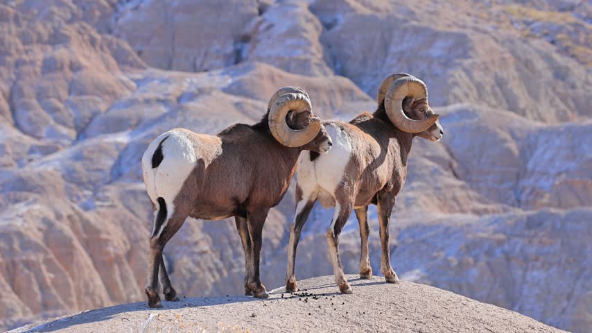 Wild Bighorn Sheep in the rugged landscape of Badlands National Park, South Dakota in the winter.