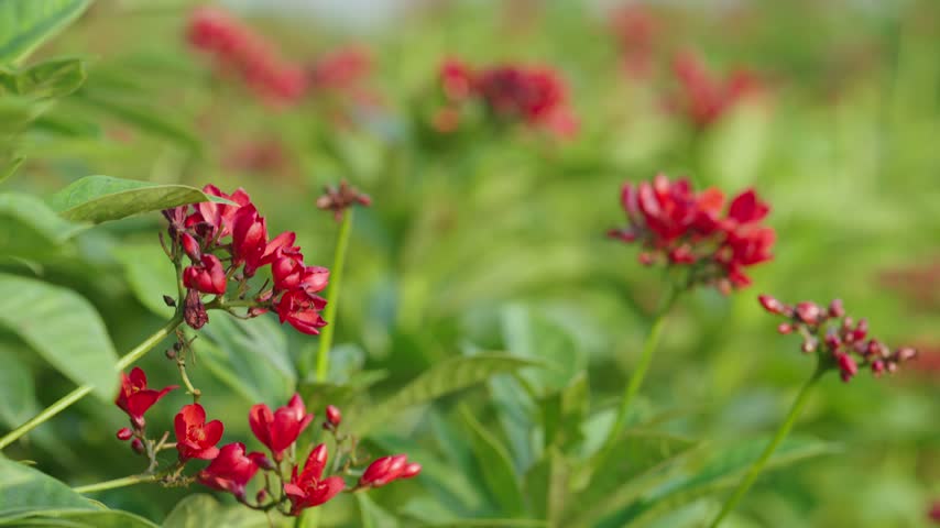 Close up macro shot of beautiful red flowers blooming in the garden with soft bokeh background. garden 