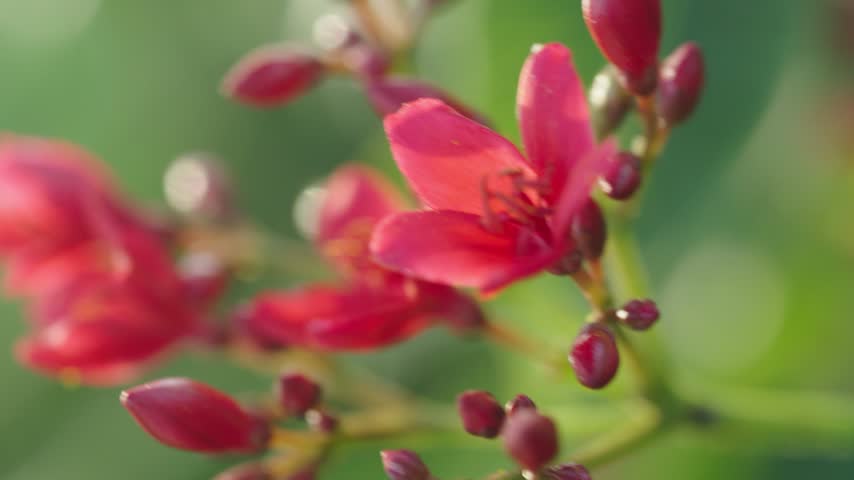 Close up macro shot of beautiful red flowers blooming in the garden with soft bokeh background. garden 
