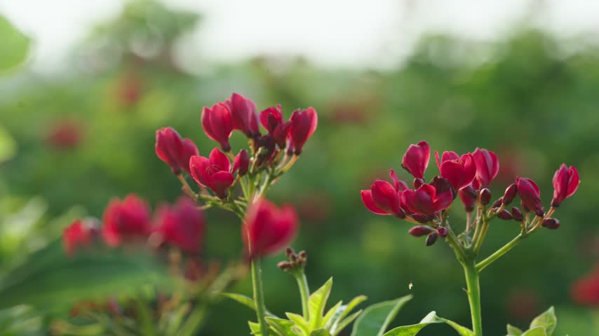 Close up macro shot of beautiful red flowers blooming in the garden with soft bokeh background. garden 