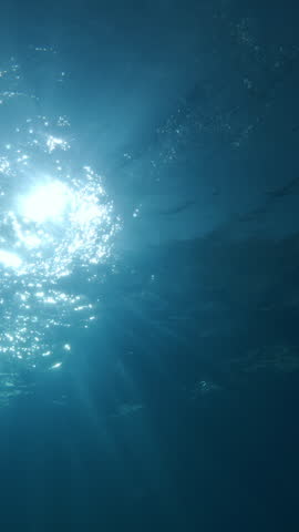 Close-up of dark silhouette of bottlenose dolphin swimming from depths to water surface in bright rays of morning light. Dolphin swims upward illuminated by dancing sunbeams at sunrise, backlit by sun