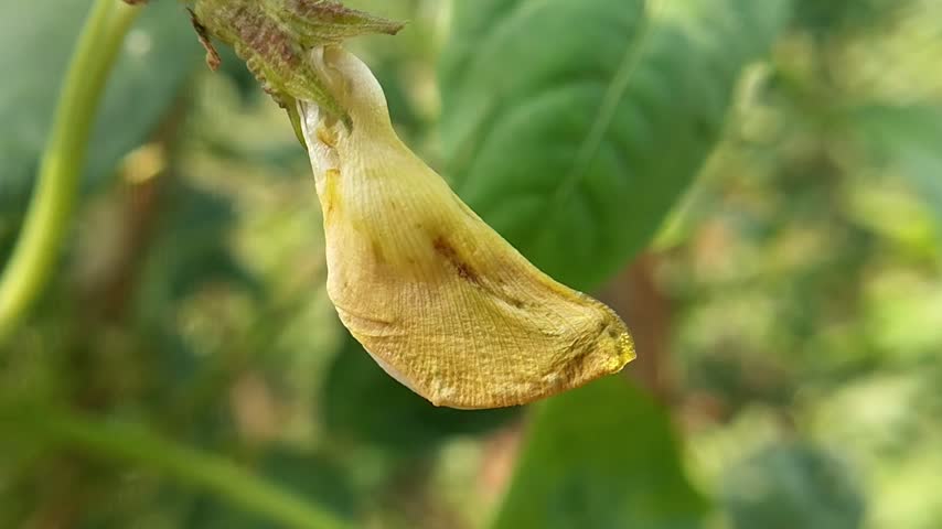 A yardlong bean flower hangs open in close-up against blurred green leaves.